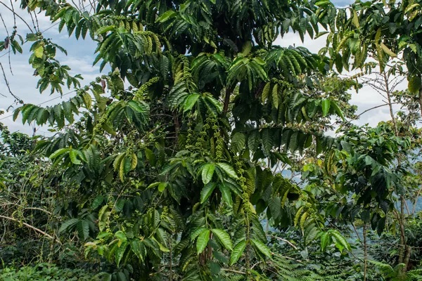 Productores orgánicos del Tacaná